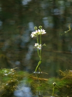 tn_Waterviolier_Hottonia palustris_20100515_De Luysen.jpg