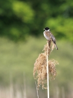 tn_rietgors_Emberiza shoeniclus_20110420_Lac du Der.JPG