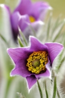 Filename=tn_wildemanskruid_Pulsatilla vulgaris_20130417_Oplinter.jpg
Filesize=56KB
Dimensions=400x600
Date added=Apr 19, 2013 tn_wildemanskruid_Pulsatilla vulgaris_20130417_Oplinter.jpg