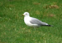 Filename=ringsnavelmeeuw.JPG
Filesize=290KB
Dimensions=800x558
Date added=Mar 07, 2012 ringsnavelmeeuw.JPG