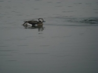 Filename=ijseend.JPG
Filesize=38KB
Dimensions=480x360
Date added=Feb 29, 2012 ijseend.JPG