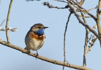 Filename=Blauwborst_P4B1225.jpg
Filesize=148KB
Dimensions=800x557
Date added=Apr 03, 2013 Blauwborst_P4B1225.jpg