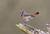 Filename=Blauwborst_P4B1489.jpg
Filesize=219KB
Dimensions=900x617
Date added=Apr 21, 2013 Blauwborst_P4B1489.jpg