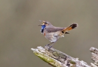 Blauwborst_P4B1489.jpg