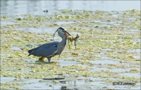 Filename=Blauwe Reiger Bree 2 CP4B3282.jpg
Filesize=277KB
Dimensions=902x585
Date added=Jun 13, 2014 Blauwe Reiger Bree 2 CP4B3282.jpg