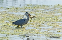 Blauwe Reiger Bree 2 CP4B3282.jpg