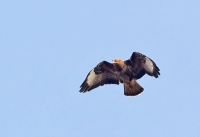 Filename=Buizerd_P4B0874.jpg
Filesize=87KB
Dimensions=800x549
Date added=Mar 21, 2013 Buizerd_P4B0874.jpg