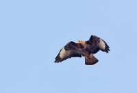 Buizerd_P4B0874.jpg