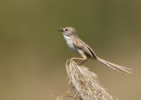 Filename=Gestreepte Prinia Bree_P4B2420.jpg
Filesize=224KB
Dimensions=800x569
Date added=May 30, 2013 Gestreepte Prinia Bree_P4B2420.jpg