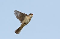 Filename=Grasmus BR CP4B1493.jpg
Filesize=193KB
Dimensions=900x593
Date added=May 06, 2014 Grasmus BR CP4B1493.jpg