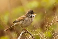 Filename=Grasmus_P4B2832 Bree.jpg
Filesize=170KB
Dimensions=800x545
Date added=Apr 16, 2012 Grasmus_P4B2832 Bree.jpg