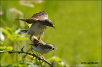 Filename=Grasmus_P4B4052 pbase.jpg
Filesize=283KB
Dimensions=802x531
Date added=May 29, 2012 Grasmus_P4B4052 pbase.jpg
