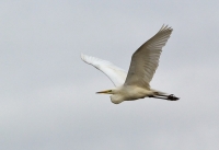 Filename=Grote Zilverreiger_P4B1799.jpg
Filesize=87KB
Dimensions=800x549
Date added=Mar 11, 2012 Grote Zilverreiger_P4B1799.jpg