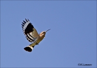 Filename=Hop 2 CP4B1972.jpg
Filesize=260KB
Dimensions=902x643
Date added=Jul 27, 2014 Hop 2 CP4B1972.jpg
