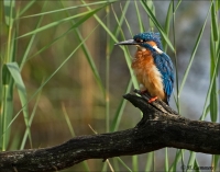 Ijsvogel CP4B5989_DxO.jpg