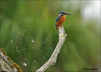 Ijsvogel pbase CP4B5378_DxO.jpg