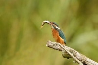 Filename=Ijsvogel_P4B6098-2.jpg
Filesize=204KB
Dimensions=800x533
Date added=Aug 08, 2012 Ijsvogel_P4B6098-2.jpg