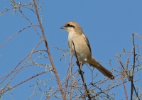 Filename=Isabelline Shrike CP4B9067.jpg
Filesize=256KB
Dimensions=900x636
Date added=Jan 02, 2014 Isabelline Shrike CP4B9067.jpg