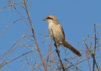 Isabelline Shrike CP4B9067.jpg