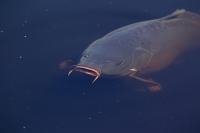 Filename=Karper CP4B3988.jpg
Filesize=212KB
Dimensions=900x600
Date added=Jul 17, 2014 Karper CP4B3988.jpg