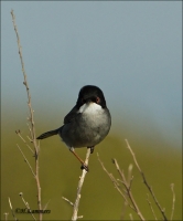 Filename=Kleine Zwartkop CP4B7610.jpg
Filesize=197KB
Dimensions=669x802
Date added=Apr 20, 2015 Kleine Zwartkop CP4B7610.jpg