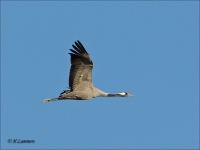 Filename=Kraanvogel 2 CP4B6668_DxO.jpg
Filesize=288KB
Dimensions=1002x755
Date added=Jan 27, 2016 Kraanvogel 2 CP4B6668_DxO.jpg