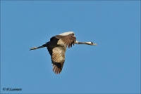 Filename=Kraanvogel CP4B6668_DxO.jpg
Filesize=296KB
Dimensions=1002x674
Date added=Jan 27, 2016 Kraanvogel CP4B6668_DxO.jpg