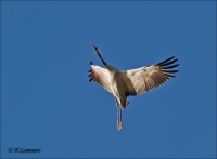 Filename=Kraanvogel CP4B6673_DxO.jpg
Filesize=222KB
Dimensions=902x663
Date added=Jan 27, 2016 Kraanvogel CP4B6673_DxO.jpg