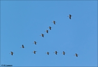 Filename=Kraanvogels 2 CP4B6678_DxO.jpg
Filesize=255KB
Dimensions=900x618
Date added=Jan 27, 2016 Kraanvogels 2 CP4B6678_DxO.jpg