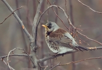 Filename=Kramsvogel_P4B0484_.jpg
Filesize=224KB
Dimensions=800x552
Date added=Jan 26, 2013 Kramsvogel_P4B0484_.jpg