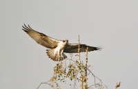 Filename=Visarend_P4B9562Bree.jpg
Filesize=190KB
Dimensions=900x581
Date added=Oct 31, 2012 Visarend_P4B9562Bree.jpg
