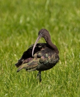 Filename=Zwarte Ibis Bree CP4B4061.jpg
Filesize=293KB
Dimensions=740x900
Date added=Jul 18, 2014 Zwarte Ibis Bree CP4B4061.jpg