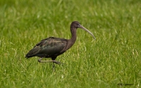 Zwarte Ibis Bree CP4B4066.jpg