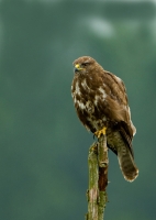 _MG_1964 Buizerd 1kl.jpg