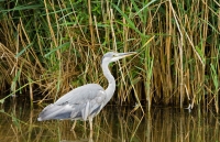 Filename=_MG_2272 Bl Reiger Kl.jpg
Filesize=262KB
Dimensions=800x516
Date added=Jul 11, 2011 _MG_2272 Bl Reiger Kl.jpg