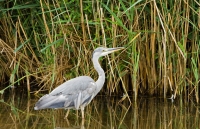 _MG_2272 Bl Reiger Kl.jpg