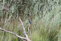 Filename=IMG_0512k.jpg
Filesize=228KB
Dimensions=709x472
Date added=Sep 14, 2011 IMG_0512k.jpg