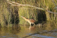Filename=IMG_2045k.jpg
Filesize=267KB
Dimensions=709x472
Date added=Oct 24, 2011 IMG_2045k.jpg