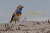 Filename=blauwborst.jpg
Filesize=38KB
Dimensions=800x533
Date added=May 11, 2014 blauwborst.jpg