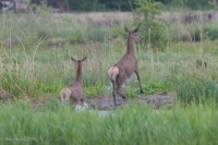 Filename=edelhert-3.jpg
Filesize=69KB
Dimensions=800x533
Date added=May 08, 2014 edelhert-3.jpg
