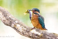 Filename=ijsvogel-1.jpg
Filesize=86KB
Dimensions=800x533
Date added=May 30, 2014 ijsvogel-1.jpg