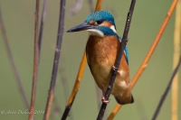 Filename=ijsvogel-2.jpg
Filesize=50KB
Dimensions=900x600
Date added=Aug 29, 2014 ijsvogel-2.jpg