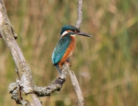 Filename=ijsvogel.jpg
Filesize=121KB
Dimensions=709x543
Date added=Oct 17, 2011 ijsvogel.jpg