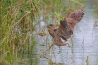 Filename=roerdomp kopie.jpg
Filesize=95KB
Dimensions=900x600
Date added=Aug 15, 2014 roerdomp kopie.jpg
