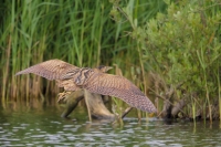 Filename=roerdomp-1 kopie.jpg
Filesize=84KB
Dimensions=900x600
Date added=Jul 16, 2014 roerdomp-1 kopie.jpg