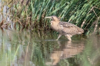 Filename=roerdomp-2 kopie.jpg
Filesize=125KB
Dimensions=900x600
Date added=Aug 15, 2014 roerdomp-2 kopie.jpg