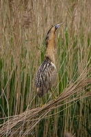 Filename=roerdomp-2k.jpg
Filesize=121KB
Dimensions=400x600
Date added=May 21, 2013 roerdomp-2k.jpg