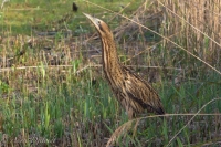 Filename=roerdomp-b.jpg
Filesize=256KB
Dimensions=900x600
Date added=Nov 03, 2013 roerdomp-b.jpg