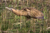 Filename=roerdomp-b2.jpg
Filesize=295KB
Dimensions=900x600
Date added=Nov 03, 2013 roerdomp-b2.jpg