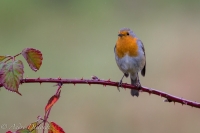 Filename=roodborst-b.jpg
Filesize=48KB
Dimensions=600x400
Date added=Nov 04, 2013 roodborst-b.jpg